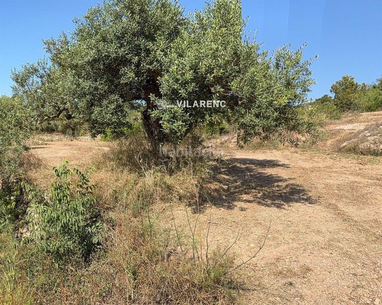 Foto 1fb08777-ad2b-42cf-9f6c-dd50c8294b65. Finca rústica a Pobla de Montornès (La)