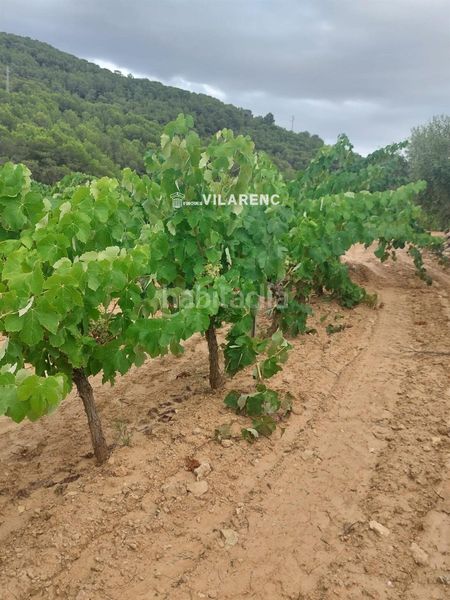 Foto 7a3d874e-0128-4aed-9036-f0ab7bd2d010. Finca rústica a Albinyana