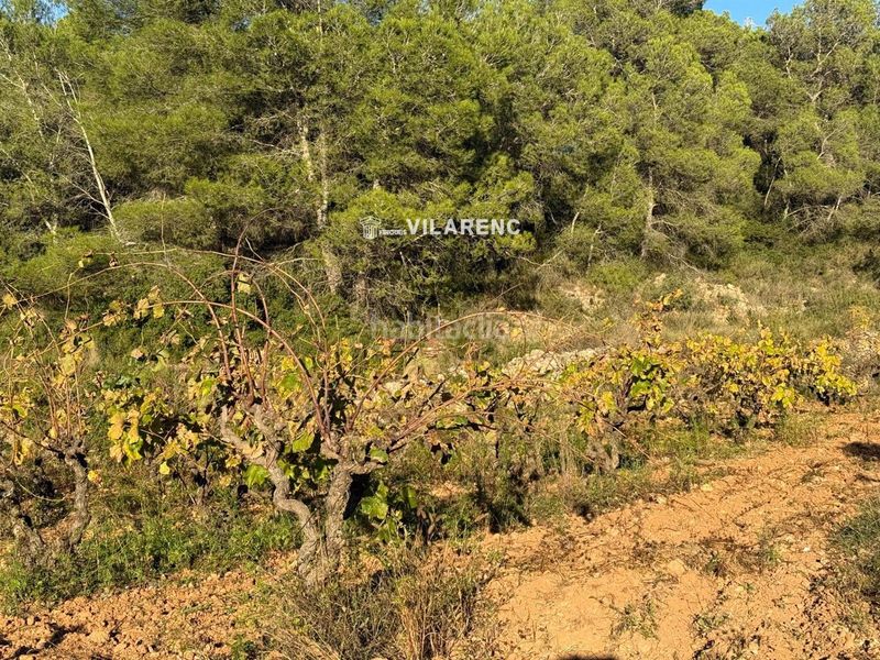 Foto ae0badbd-075a-4652-bdaa-eeea2d734535. Finca rústica a Albinyana