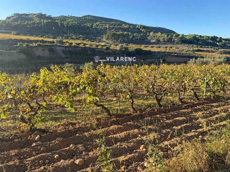 Foto e1d06ae7-f9c6-47fb-b5b7-5ee97cafd187. Finca rústica a Albinyana