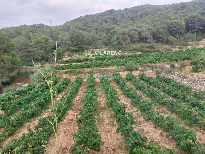 Foto e29cc953-f3c4-402f-9892-eb4eb1a95c85. Finca rústica a Albinyana