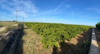 Fondo rustico  Diseminado poligon 48. Venta de terreno rústico en plena producción agrícola.