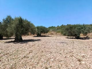 Rural plot  Camino número 1