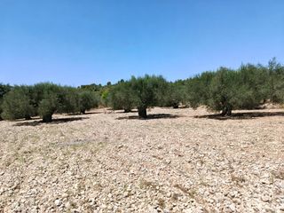 Propriété  Camino número 1. Venta de dos terrenos de secano.