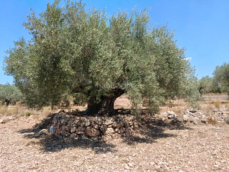 Foto 0bc8294c-9a4e-4366-8e4c-98668562b26c. Propriété dans Alborache