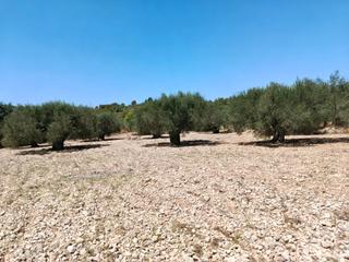 Finca rústica  Camino número 1. Venta de tres terrenos de secano.