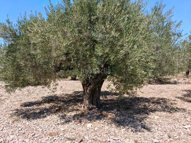 Foto 17af5572-8389-4486-9dc4-d6b1d5b9b250. Propriété dans Alborache