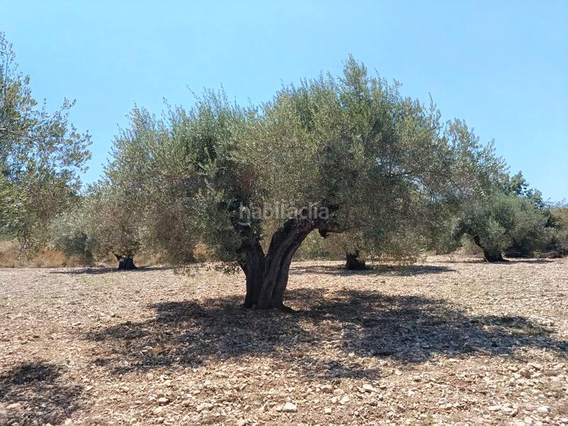 Foto 4bd1cfab-706b-40b5-9298-8c3158f5c96a. Propriété dans Alborache