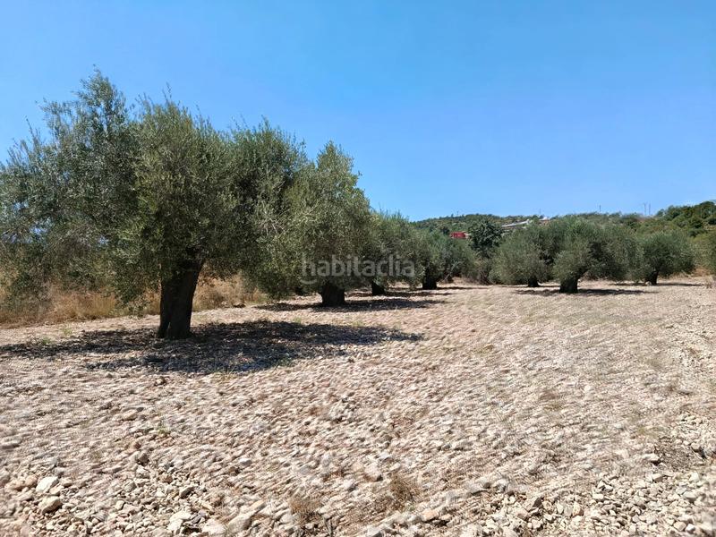 Foto 6d62bc18-9aa4-4f56-8b6d-c295aefca921. Propriété dans Alborache