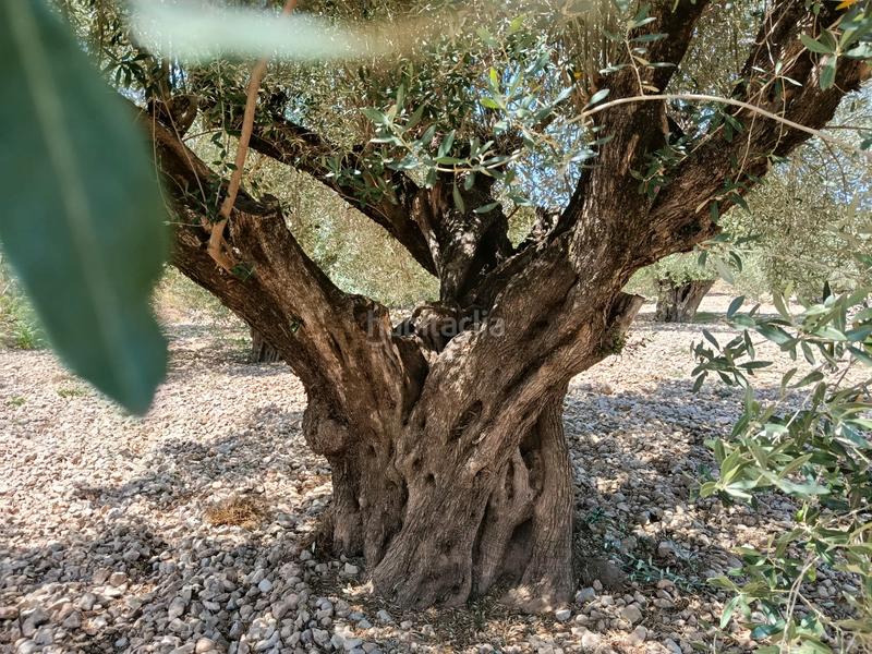 Foto b1ca98e1-a88b-4675-9a2c-9db7ffbc1af5. Propriété dans Alborache