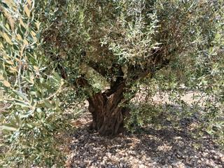 Finca rústica  Camino número 1. Venta de tres terrenos de secano.