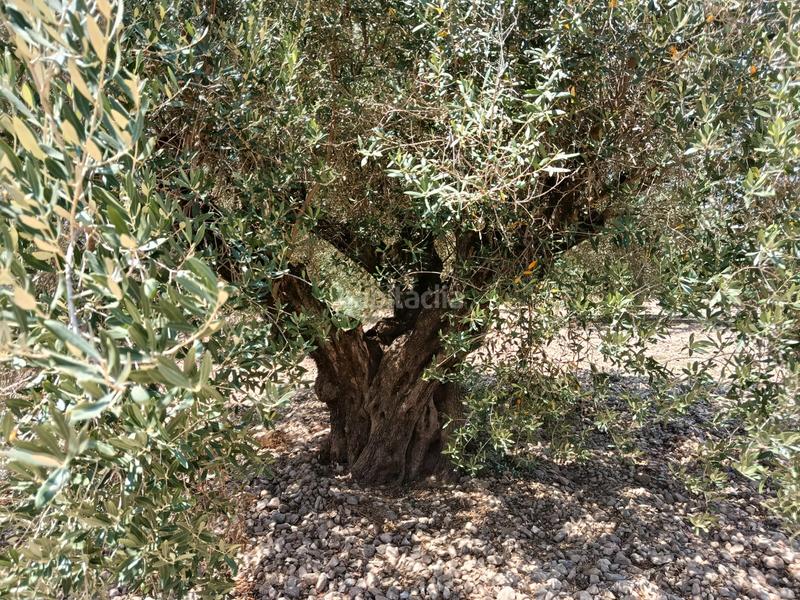 Foto de084196-e17c-44b2-b5d5-25545e693e6d. Propriété dans Alborache