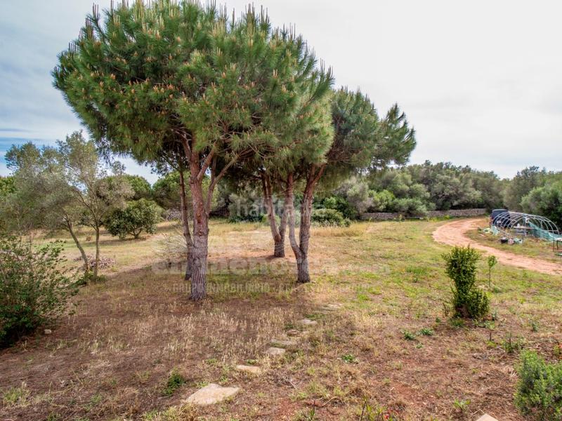 Foto 0b99c5f9-1b8e-4be1-9a47-fbda118b2b60. Masía finca con piscina y licencia en llucmesanes en Maó