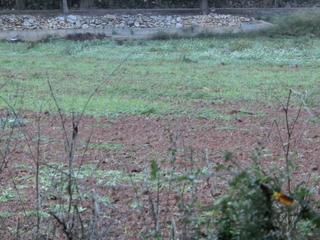 Masia a Ulldecona. Finca rústica de 4.000 m2, zona agraria, de regadio. cerca de la