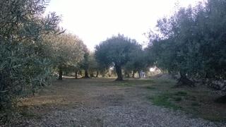 Country house in Eucaliptus - Poble Nou del Delta. Finca rústica de 1 jornal con olivares en plena producción.