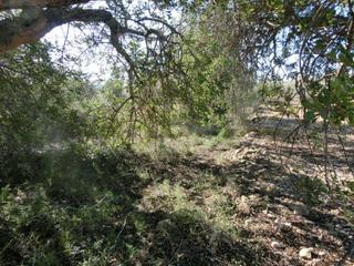 Masia a Alcanar. 1 jornal del pais con algarrobos, finca plana