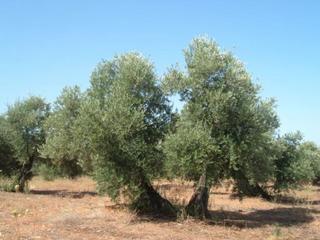 Mas à Nord. Finca rústica de 20 jornales con olivares en plena producción.