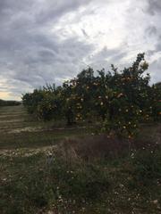 Country house in Eucaliptus - Poble Nou del Delta. Parcela de 6856 m2, de naranjos.