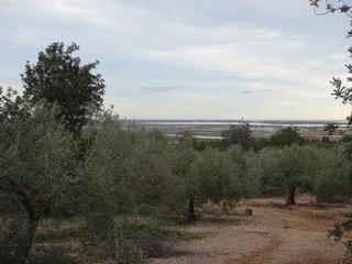 Mas à Nord. Finca rústica de 22.052 m2 en plena producción.
