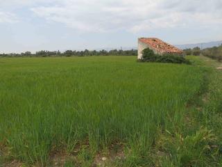 Masia a Ulldecona. Finca rústica de 20.186 m2, de regadio. a 3 km de ulldecona