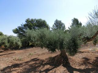 Masia a Alcanar. Finca rústica de 15.000 m2.