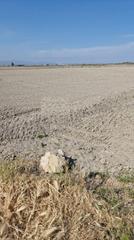 Rural plot in Eucaliptus - Poble Nou del Delta. Finca de arroz  en el delta del ebro de5.135 m2,  en plena produ