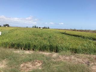 Finca rústica a Eucaliptus - Poble Nou del Delta. Tierra de arroz en pleno rendimiento, 55 jornales, 9.855m2 , fác