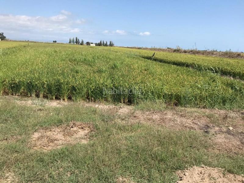 Foto 1a566bc6-9199-4973-9529-59ceeeb8d1ff. Propriété dans Eucaliptus - Poble Nou del Delta Amposta