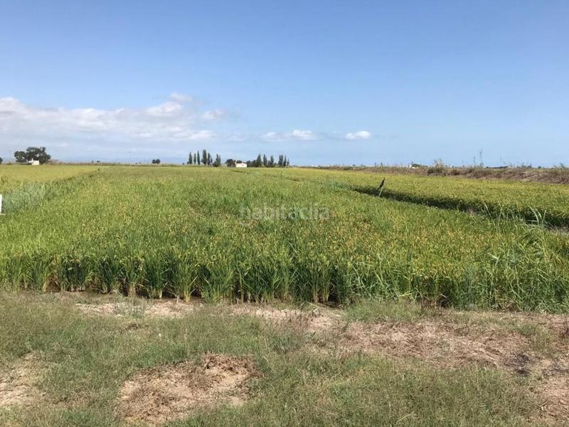 Foto 2bfcca53-d525-4e04-b4a7-0a92a99d8b98. Propriété dans Eucaliptus - Poble Nou del Delta Amposta