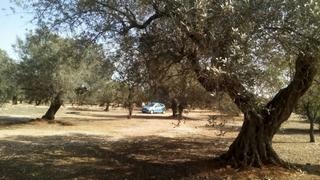 Landgut in Nord. Finca rústica de 8.226, olivos, algarrobos, cerca de la població