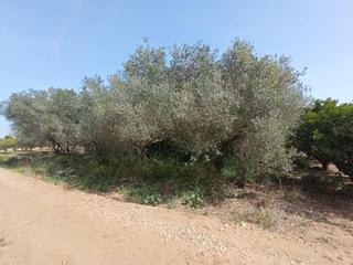 Country house in Valletes - Xiribecs. Finca rústica de regadío con olivos