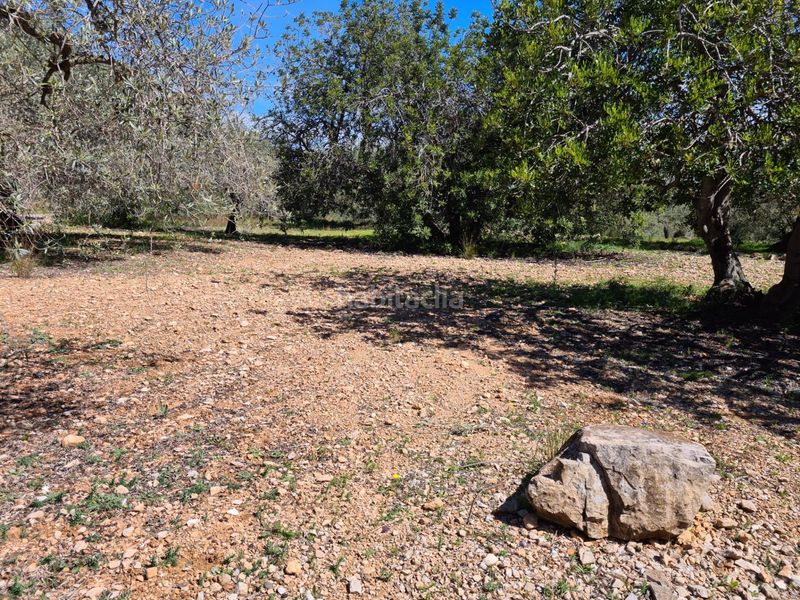 Foto b9a69b26-d50c-4328-a792-1bf3ced98fe1. Finca rústica a Nord La Ràpita