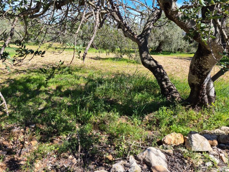 Foto f1e00fad-efa2-4717-ac9b-4fb54e36f922. Finca rústica a Nord La Ràpita