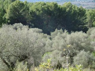 Finca rústica a Vall d´Alba. Finca rustica zona tranquila con excelentes vistas