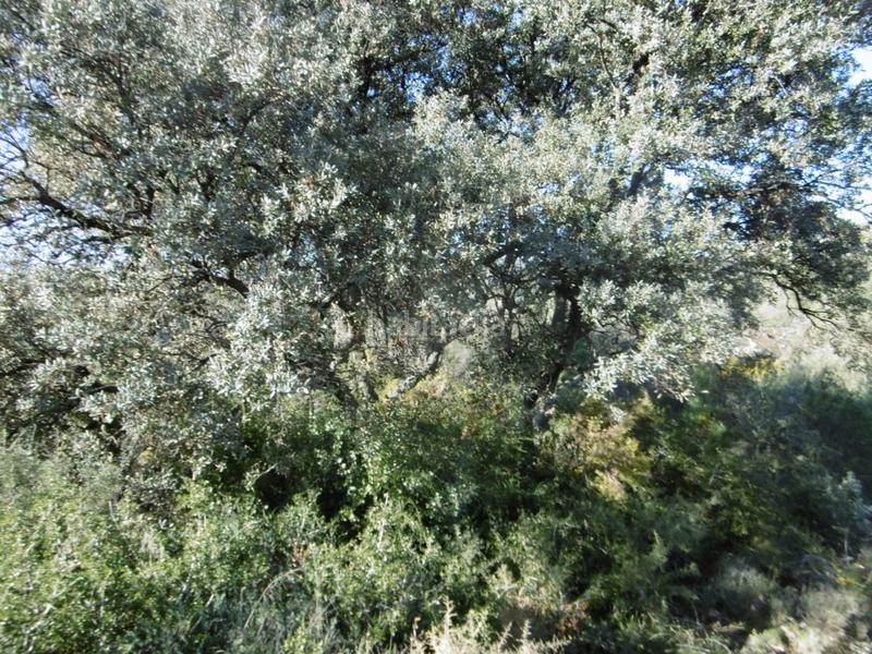 Foto 1784c745-0efe-4ea3-b932-a45a0885dfe0. Mas dans Useres (les)