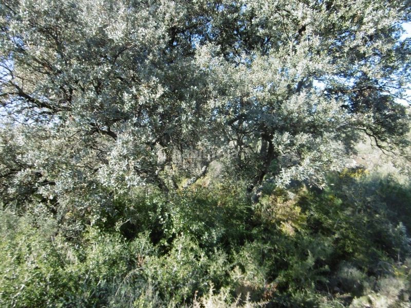Foto 62afbaba-be55-4c81-87b4-3b94eb2fa529. Casale in Useres (les)