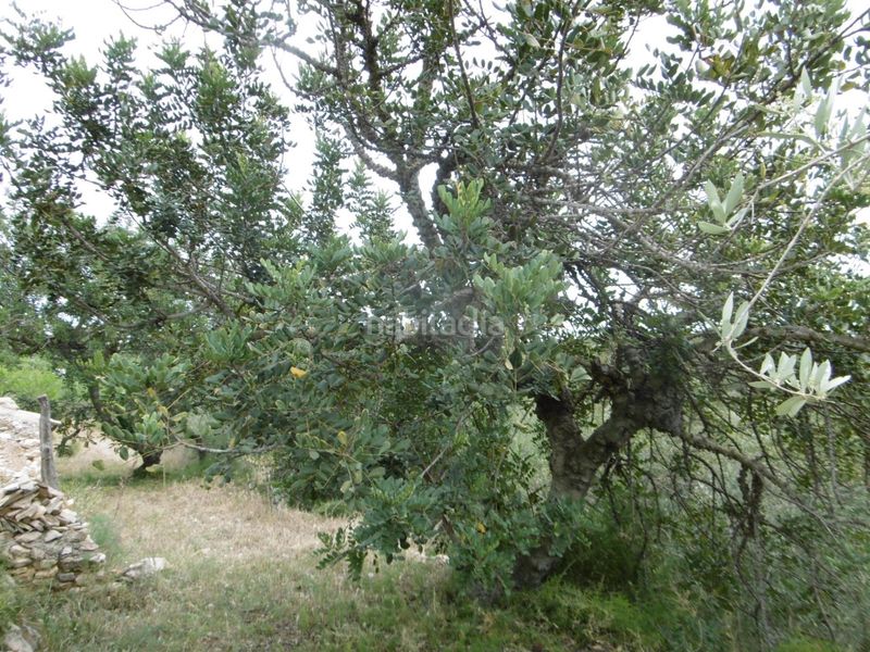 Foto 40dbb34d-3cec-4a57-a153-00f3fab1c879. Masia a Sierra Engarcerán