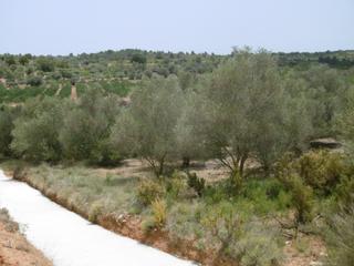 Finca rústica  Partida bustal blanch. Fincas con olivos y parte para regadio con pozo