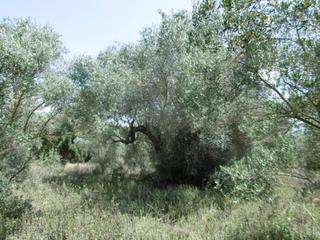 Finca rústica  Partida bustal. Finca grande con caseta y acceso desde camino asfaltado cerca de