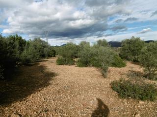 Finca rústica a Useres (les). Finca rustica llana