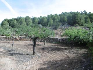 Finca rústica a Sierra Engarcerán. Finca rustica de 11,8 hectareas de cultivo mediterraneo en zona