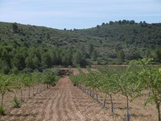 Finca rústica  Polígono 28 parcela 148. Finca grande cultivada con buen acceso y con posibilidad de cons