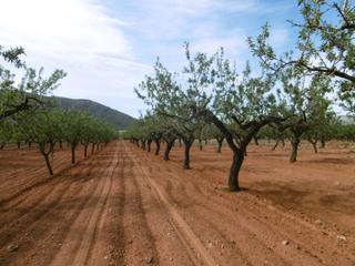 Finca rústica  Polígono 9 parcela 308 mas cova. vall d'alba (cas. Terreno rustico con cultivo de almendros en plena produccion