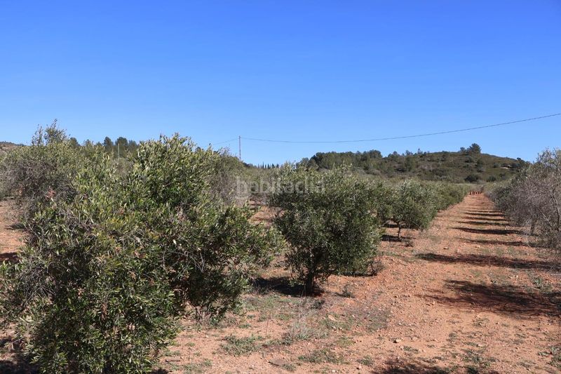 Foto 3fe9fada-458f-4fca-a3c3-47b2e5624a3b. Finca rústica a Vall d´Alba