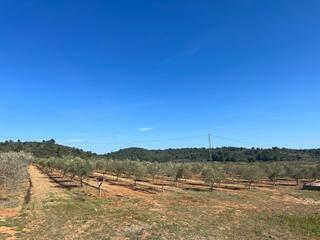 Finca rústica  Barona. Finca rustica de regadio con aljibe de 80.000 litros de agua con