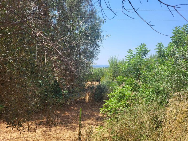 Foto 2826e80b-167e-4026-a084-d547c2c77655. Bauernhof in Vall d´Alba