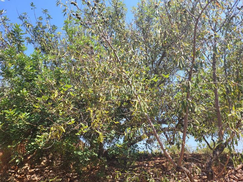 Foto 7a3d42b3-f2c9-428d-8321-5837616b02bd. Bauernhof in Vall d´Alba