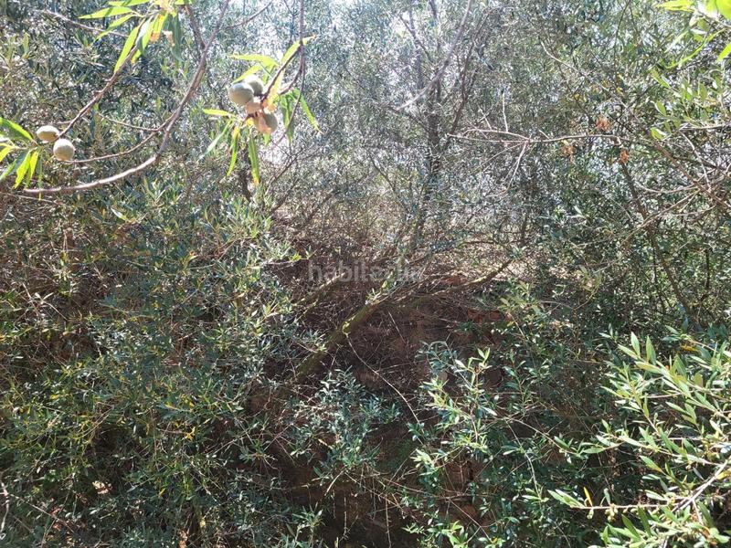 Foto 96f5ef6f-e50b-4e2e-b5e9-94827bfaa572. Bauernhof in Vall d´Alba