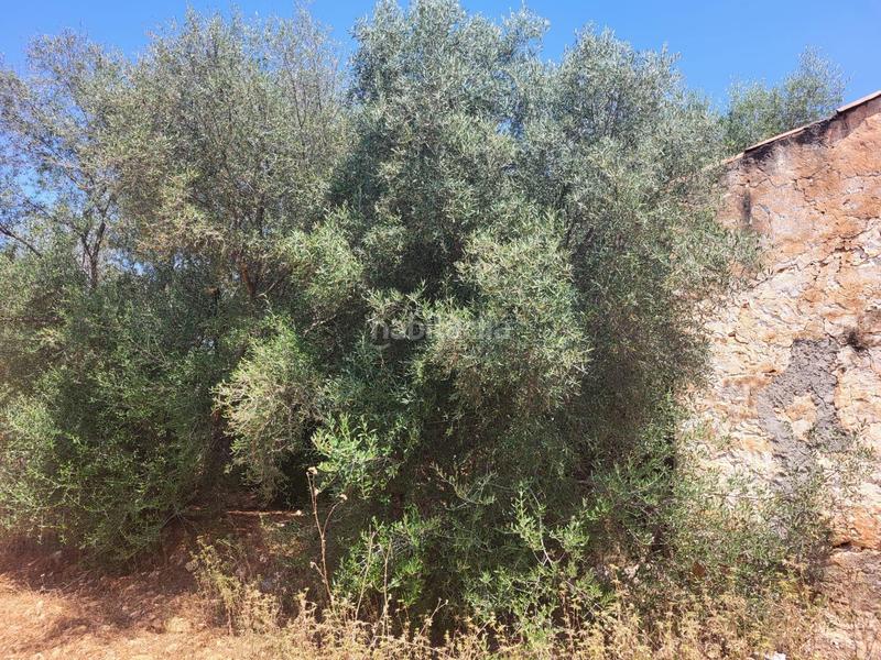 Foto c9d3b80e-05a4-41a6-8333-edc9cbb0d252. Bauernhof in Vall d´Alba