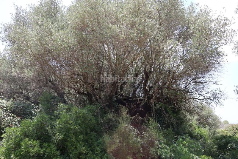 Foto 40a64119-7fe7-4e56-abb6-6279c4e046e2. Bauernhof in Vall d´Alba